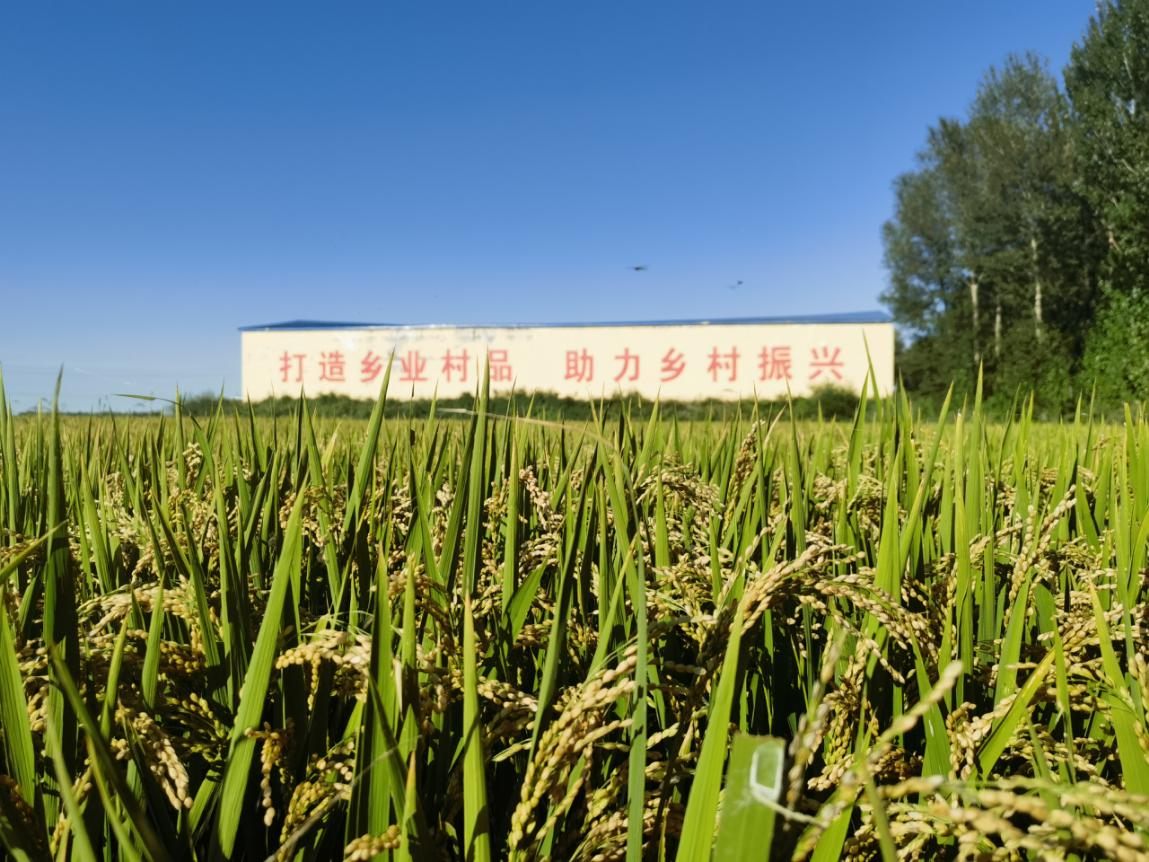 ng电子游戏·(中国集团)官方网站